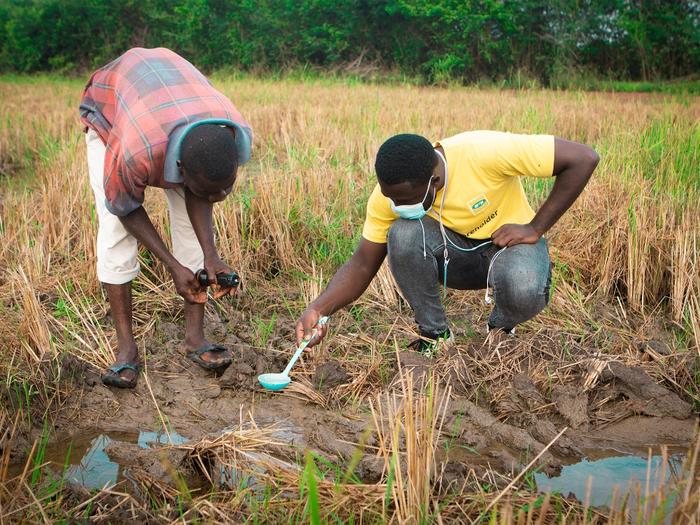 Vector Biology and Control in Ghana