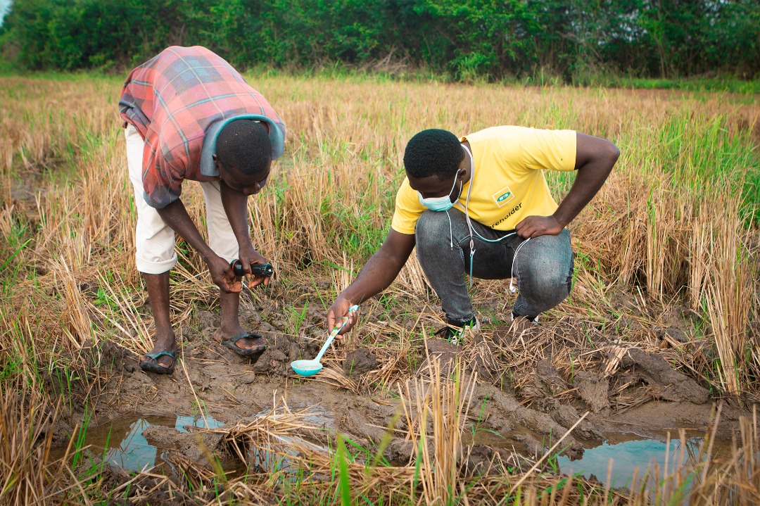 Vector Biology and Control in Ghana